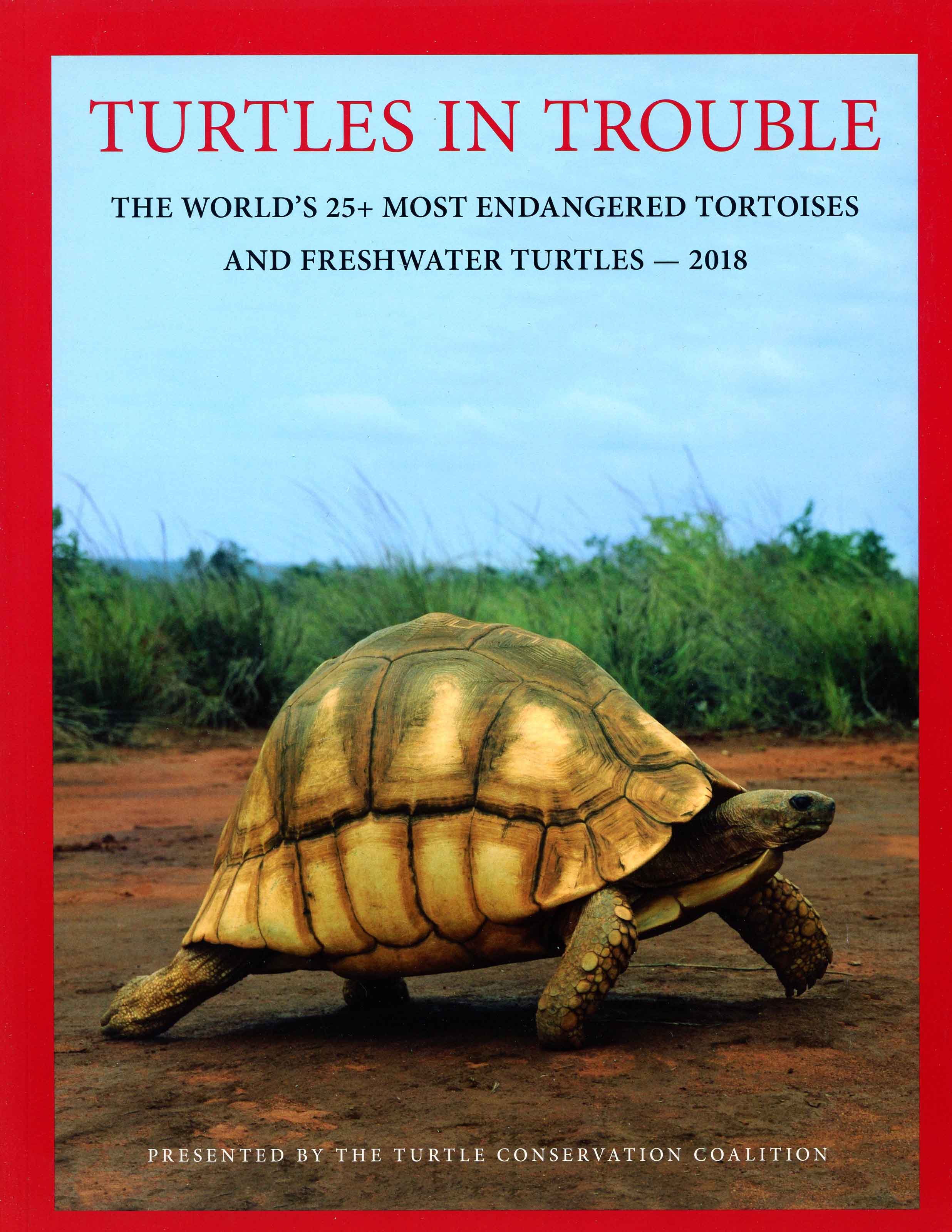 Image for Turtles in Trouble: The World’s 25+ Most Endangered Tortoises – 2018
